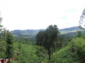 12 acres de hermosas tierras de té en venta en Sri Lanka Central