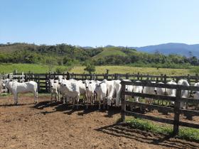 Terreno rural apto para la cría de animales también para balneario