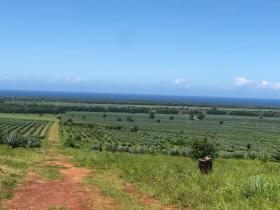 Terreno plano en venta junto a Vipingo Ridge