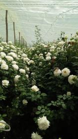 Jardín de rosas de cuatro unidades de producción de rosas con tienda