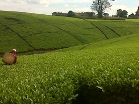 Granja de té a gran escala en Kericho