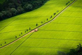 Granja de té a gran escala en Kericho