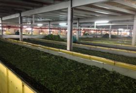 Granja de té a gran escala en Kericho