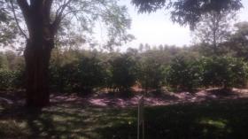 Gran finca comercial de café en venta cerca de la ciudad de Kiambu