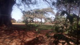 Gran finca comercial de café en venta cerca de la ciudad de Kiambu