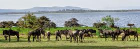 170 acres de propiedad frente al lago a lo largo del lago Naivasha