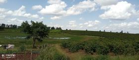 Finca de café de 475 acres en venta en Thika, condado de Muranga
