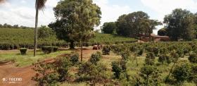 Finca de café de 475 acres en venta en Thika, condado de Muranga