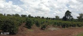 Finca de café de 475 acres en venta en Thika, condado de Muranga