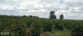 Finca de café de 475 acres en venta en Thika, condado de Muranga