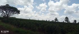 Finca de café de 475 acres en venta en Thika, condado de Muranga