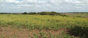 Finca en venta con ganado de 2000 reses