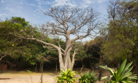 Se vende o alquila pequeño hotel en Playa de Senegal