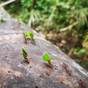 Exquisito terreno en venta en bosque de Iquitos cerca del aeropuerto