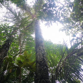 Exquisito terreno en venta en bosque de Iquitos cerca del aeropuerto