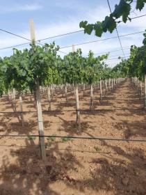 Busco vender finca de 30 ha o socio economico
