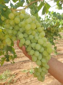Busco vender finca de 30 ha o socio economico
