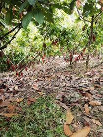 La finca de 71 ha con cascadas que nacen en las montañas