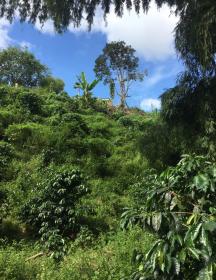 Terreno en el eje cafetero para proyecto turístico