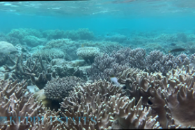 Isla Prime de 27 hectáreas con amplio potencial de desarrollo