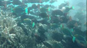 En venta Telaga Cina Private Island - Oportunidad de desarrollo excepcional