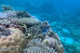 Oportunidad icónica de desarrollo en varias islas para marcas globales