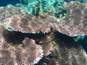 Frente a una playa privada bordeada de palmeras, desarrollo zonificado: vistas elevadas y corales superiores