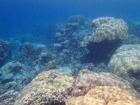 Frente a una playa privada bordeada de palmeras, desarrollo zonificado: vistas elevadas y corales superiores