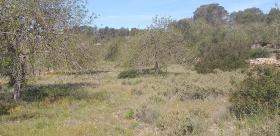 Finca rústica paradisíaca en Ibiza