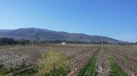 Plantación de 25 hectáreas de tierra con huertos: un negocio en funcionamiento