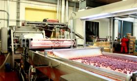 Venta de fábrica para la producción de bayas, frutas y verduras congeladas.